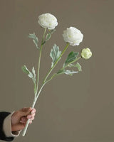 Blanc