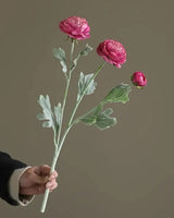 Pourpre